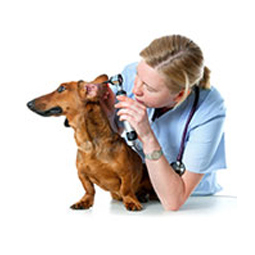 Ear Care