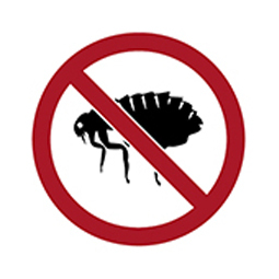 Flea Treatment