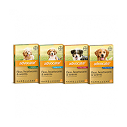 Heartworm Prevention