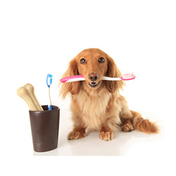 Teeth Care
